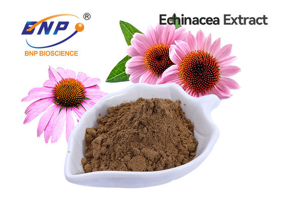 Ekstrakt z Echinacea Purpurea Polifenol 4% klasy spożywczej