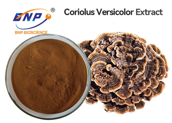 Doustny ekstrakt z grzybów Coriolus Versicolor w proszku bez GMO