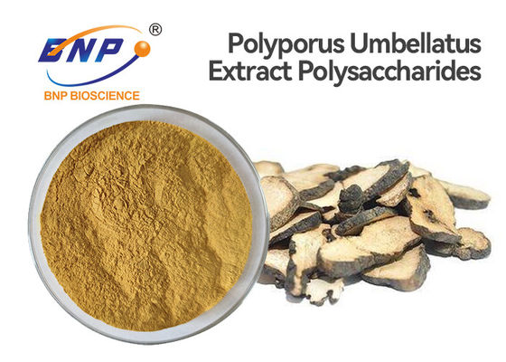Wolny od GMO ekstrakt z grzybów w proszku Polisacharydy 50% ekstrakt z Polyporus Umbellatus