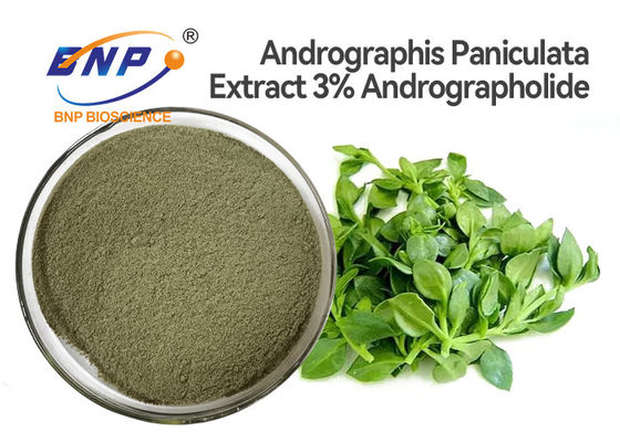3% Andrographolid Naturalne Suplementy Przeciwwirusowe Andrographis Paniculata Wyciąg z Liści w Proszku