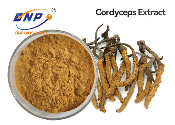 Ekstrakt z brązowego żółtego grzyba w proszku Grzybnia Cordyceps Sinensis